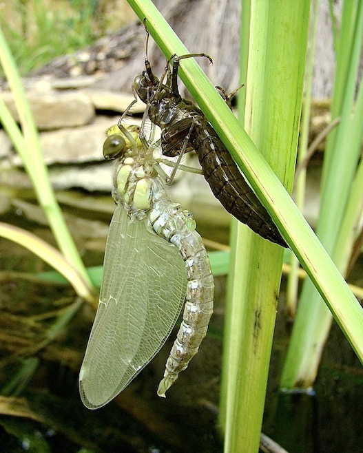 southern hawker